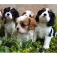 Cavalier King Charles Welpen, Cavalier King Charles Spaniel - Rüde