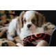 Cavalier King Charles Welpen  - Rüde