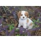 Cavalier King Charles Welpen - Rüde