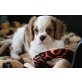Cavalier King Charles Welpen  - Rüde