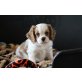 Cavalier King Charles Welpen  - Rüde