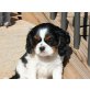 Cavalier King Charles Welpen  - Rüde