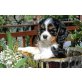 Cavalier King Charles Welpen - Rüde