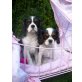 Cavalier King Charles Welpen Sumsi und Sammy!, Cavalier King Charles Spaniel - Hündin