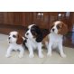Cavalier king Charles Welpen, Cavalier King Charles Spaniel - Rüde