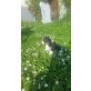 Cavalier king charles mix Welpen - Hündin