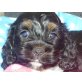 Cavapoo - Rüde