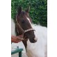 Cayenne, Trakehner - Paint - Stute