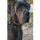 Cebrian, Deutsche Dogge - Rüde