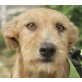 Cecilia, Terrier Mix - Hündin
