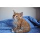 Cedric, Maine Coon - Kater