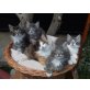 Celeste, Bandit, Barnaby, Norwegische Waldkatze - Katze