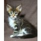 Celeste, Fiona, Maya, Maine Coon - Katze