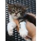 Celia, Maine Coon - Katze