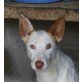 Celia, Podenco - Hündin