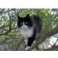 Celina, EKH-Langhaarmix - Katze