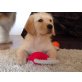 Celina , Labrador-Retriever Blond Welpen - Hündin