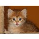 Celina, Sibirische Katze - Kater