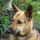 Celine, Deutscher Schäferhund - Hündin