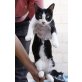 Celine, Europäische Kurzhaarkatze - Katze