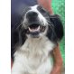 Cellie  muß zurück bleiben, English Setter - Hündin