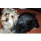 Celo, Yorkshire Terrier - Rüde