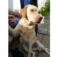 Cem, Labrador Retriever - Rüde