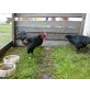 Cemani Sumatra Mix - männlich