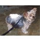 Censa, Yorkshire Terrier Mix - Hündin
