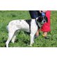 Centauro, sehr lieber Familienhund - Rüde