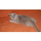 Cera, Britisch Kurzhaarkatze - Katze
