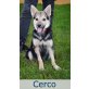 Cerco, Schäferhund Mischling - Rüde