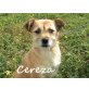 Cereza-ist so ein liebes Hundemädchen!!, Border-Terrier-Mischling - Hündin