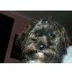 Certik, Yorkie-Bichon-Mix Welpen - Rüde