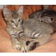 Cesar kleiner Bengal-Mischling,  Bengal-Mischling - Kater