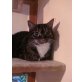 Cessy, vielem - Katze