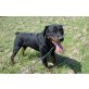 Cezar, Rottweiler - Rüde