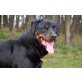 Cezar, Rottweiler - Rüde