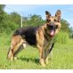 Cezar, Schäferhund-Mischling - Rüde