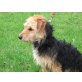 Cezar junger verträglicher Terrier Mix sucht , Terrier Mix - Rüde