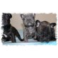 Chéri noir de Fassion, Französische Bulldogge - Hündin