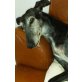 ChaCha, sensible & menschenbezogene, Galgo Español - Hündin