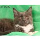 Chakira, Maine Coon - Katze