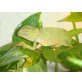 Chamäleo gracilis - weiblich