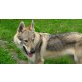 Chaman of Mountainwolves, Tschechoslowakischer Wolfhund - Rüde