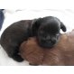 Champ, Edelmix-Welpe Yorki-Poo Welpen - Rüde