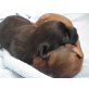 Champ und Lilly, Yorki-Poo Edelmix Welpen - Hündin