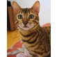 Champagne, Bengalkatze - Kater