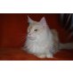 Champagne Dream - Kastratin, Maine Coon - Katze