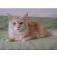 Champagne, MCO Katerchen mit Pedigree, Maine Coon - Kater